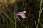 Rose pogonia <BR>Snakemouth orchid